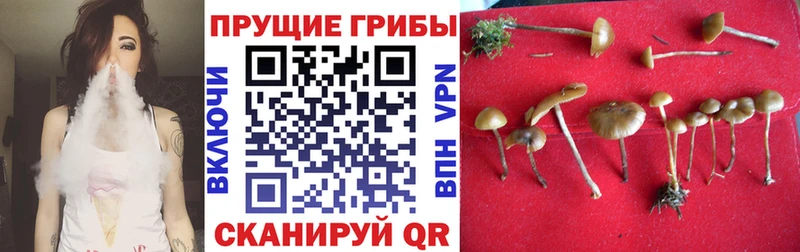 Галлюциногенные грибы Psilocybine cubensis  Купить где  Новодвинск 